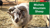 Michaels Mountain Sheep, Eureka, MT