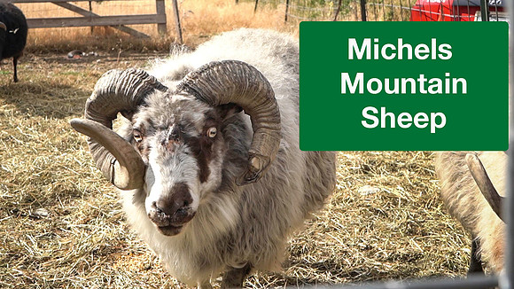 Michaels Mountain Sheep, Eureka, MT